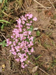 Centaurium