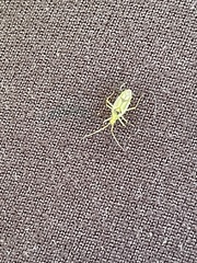 Hyaliodes