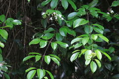 Jasminum lanceolarium