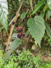 Rubus swinhoei
