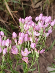 Centaurium