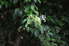 Jasminum lanceolarium