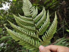 Dryopteris bissetiana