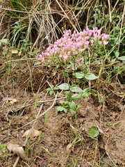 Centaurium