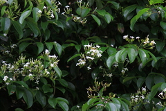 Jasminum lanceolarium