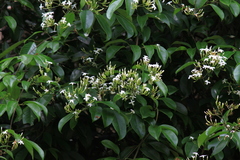 Jasminum lanceolarium