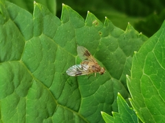 Chrysopilus quadratus