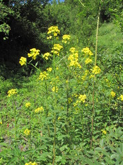 Erysimum aureum
