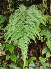 Dryopteris bissetiana