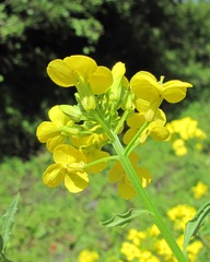 Erysimum aureum