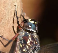 Austroaeschna multipunctata