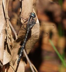 Austroaeschna multipunctata