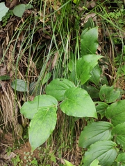 Tricyrtis macropoda