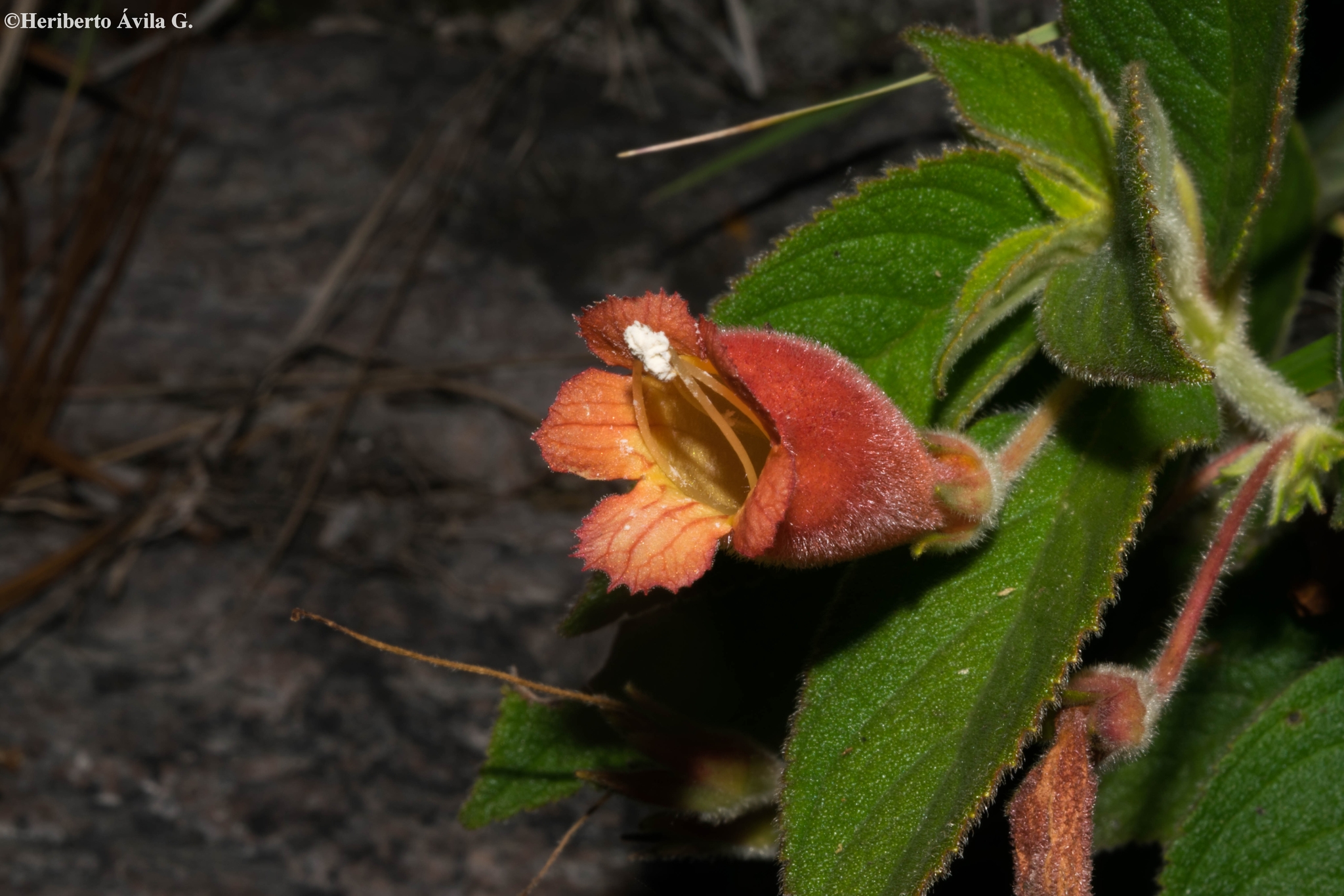 Moussonia septentrionalis
