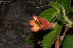 Moussonia jaliscana