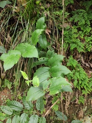 Tricyrtis macropoda
