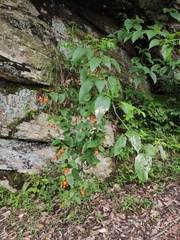 Rubus columellaris