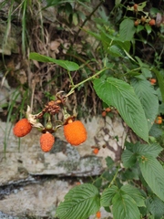 Rubus columellaris