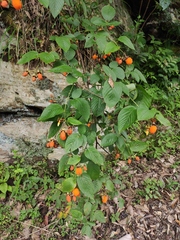 Rubus columellaris