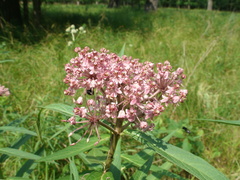 Asclepias incarnata incarnata