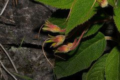 Moussonia jaliscana