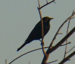 Euphagus