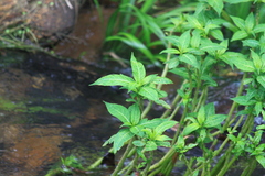Hygrophila ringens