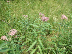 Asclepias incarnata incarnata