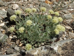 Eriogonum kingii