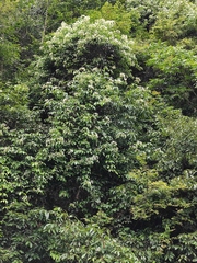 Jasminum lanceolarium