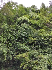 Jasminum lanceolarium