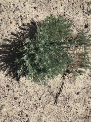 Neokochia americana