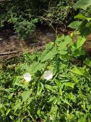 Calystegia hederacea