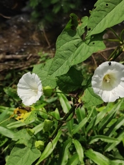 Calystegia hederacea