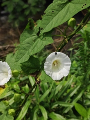 Calystegia hederacea