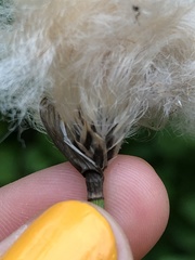 Eriophorum chamissonis