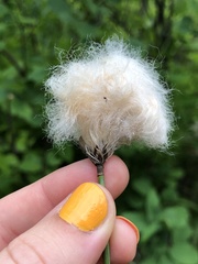 Eriophorum chamissonis