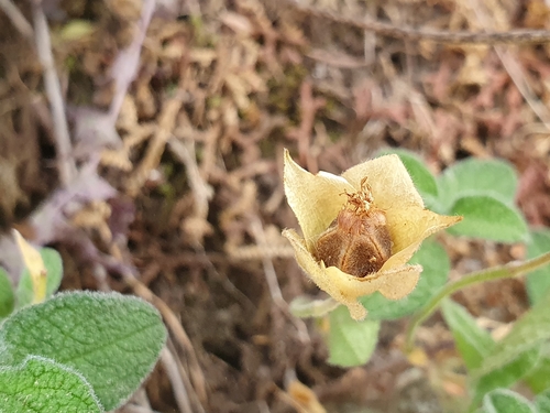 Cistus salviifolius