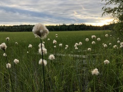 Eriophorum chamissonis