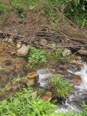 Hygrophila ringens