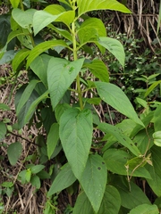 Scrophularia ningpoensis