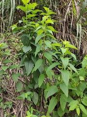 Scrophularia ningpoensis