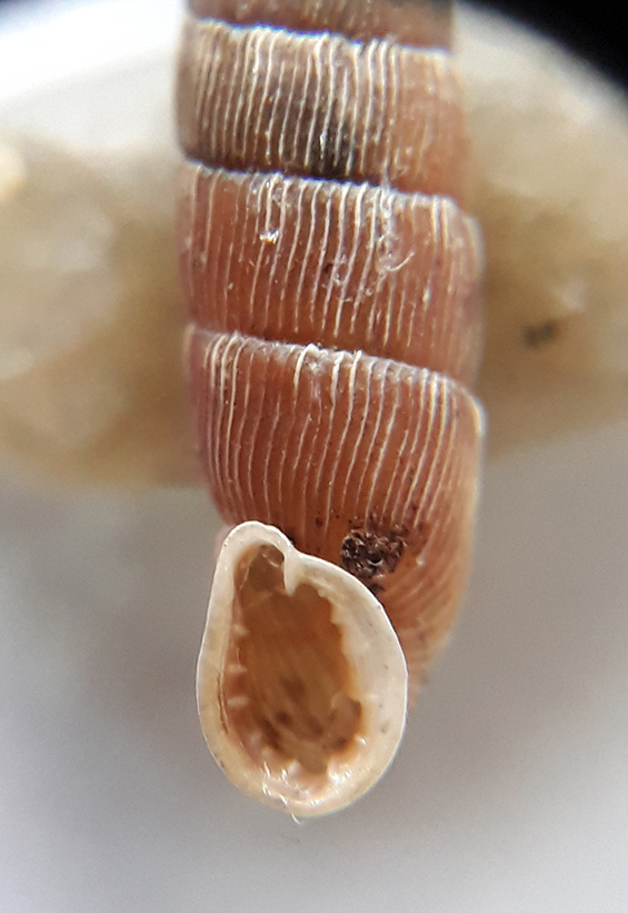 single-lipped door snail