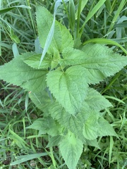 Boehmeria cylindrica