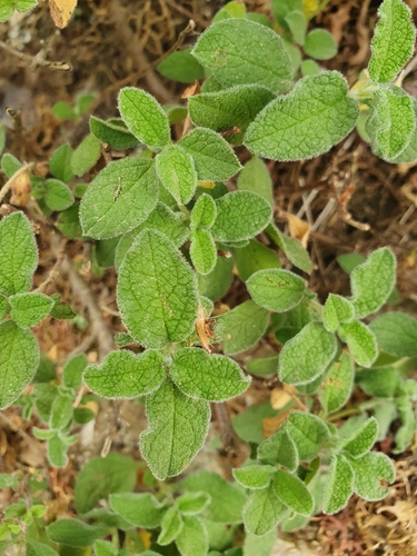 Cistus salviifolius