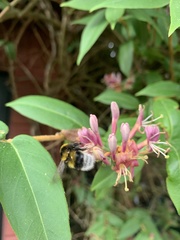 Bombus
