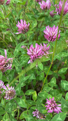 Trifolium medium