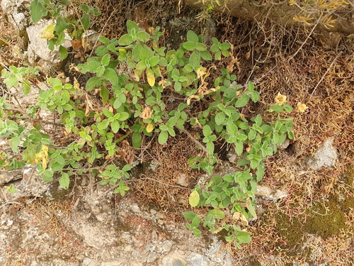 Cistus salviifolius