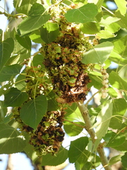 Eriophyes neoessigi