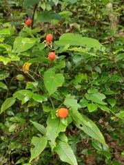 Rubus columellaris